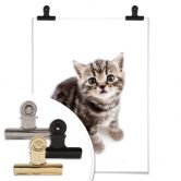 Poster Kitten 03 