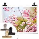 Poster Cherry Blossoms 