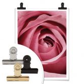 Poster Die rosa Rose 