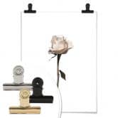 Poster Die weiße Rose 