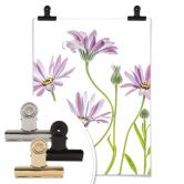 Poster Disher - Gänseblümchen 
