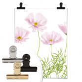 Poster Disher - Sommerblume 
