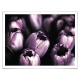 Poster-Set mit Bilderrahmen Frühlingsgefühle (4er Set) 