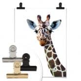 Poster Graves - Giraffe 