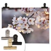 Poster Sakura branch 