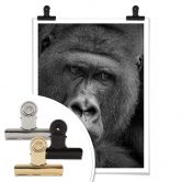 Plakat - Wenner - Gorillaen 