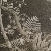 Florale Mustertapete mit Schmetterlingen Schwarz Grau - Vliestapete Naturmotiv 