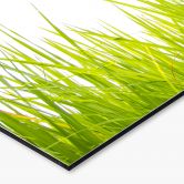 Küchenrückwand Hohes Gras 