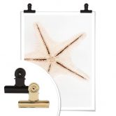 Poster Hugonnard - Weißer Seestern 