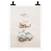 Poster 1X Studio - Meeresschnecken 