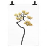 Poster Bonsai in Balance - Amini  