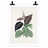 Poster Blatt Illustration - Bignonia Argyro Violacea 