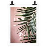 Poster Palmenblatt vor rosa Wand - Böhmer 