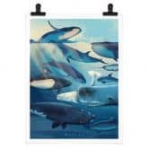 Poster Braun - Whales 
