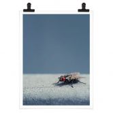 Poster Brown - Hausfliege auf Blau 