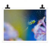 Poster Brown - Niedliche Spinne 