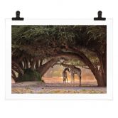 Poster D'Amico - Zwei Giraffen in Namibias Savanne 