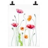 Poster Bunte Mohnblumen - Disher 