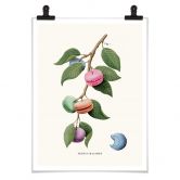 Poster Loose - Plante à macarons 