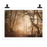 Poster Wald im morgendlichen Nebel - Maier 