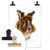 Poster Rabbit 