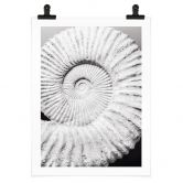 Poster Fossile Muschel - Shot by Clint 