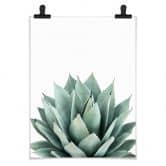 Poster Sisi & Seb - Succulente 
