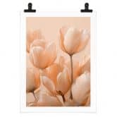 Poster Pfirsichfarbene Tulpen - Treechild 