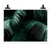 Poster Botanique tropicale 
