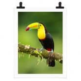 Poster van Duijn - Fischertukan in Costa Rica 