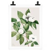 Poster Botanik Illustration einer Scheinkamelie - Walcott 