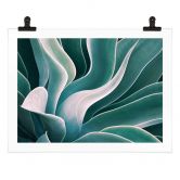 Poster Wechsler - Agave in de Ochtend 