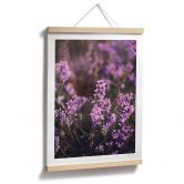 Poster Lila Heideblüte im warmen Licht - Annie 