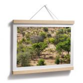 Plakat savannelandskab i Afrika - Hugonnard 