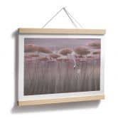 Poster Lotusblumen mit Schwan im Wasser in Altrosa - Ms Tiff 