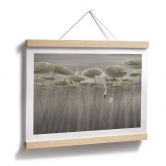 Poster Lotusblumen mit Schwan im Wasser in Grau - Ms Tiff 
