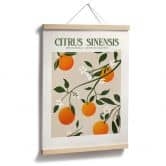 Poster Boho sinaasappelboom - Citrus Sinensis - Tunaboylu 