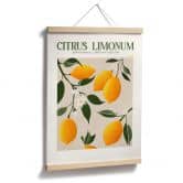 Plakat Frugt - Boho citrontræ - Citrus Limonum - Tunaboylu 