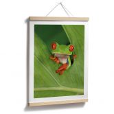 Poster Laubfrosch im Regenwald - van Duijn 