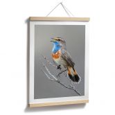 Poster Singendes Blaukehlchen - van Duijn 