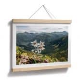 Poster Weißer Alpen-Edelweiß auf dem Berg 