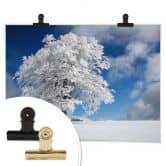 Poster Schumacher - White Winter Tree 