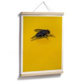 Poster Brown - Hausfliege auf Gelb 