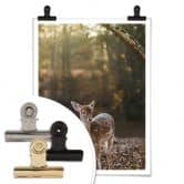 Poster Fawn 