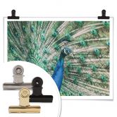 Poster Peacock 