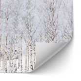 Selbstklebende Küchenrückwand Birkenwald im Winter - EMELIEmaria 