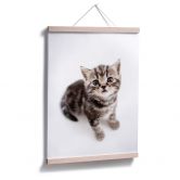 Poster Kitten 03 