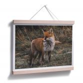 Poster - Fuchs 02 
