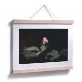 Poster Blüte einer Rose 