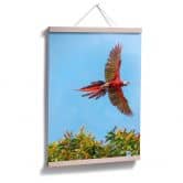 Poster Colombo – Papagei im Flug 